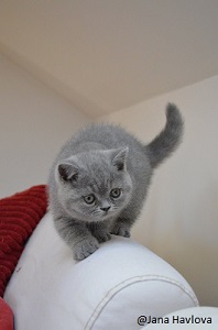 british longhair