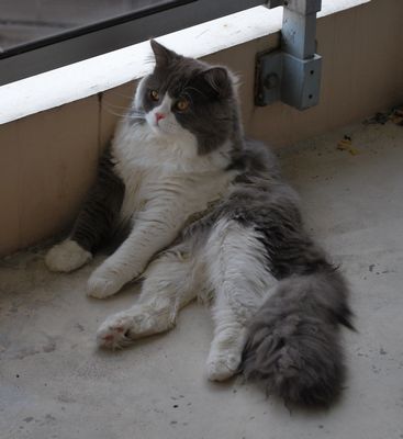 british longhair