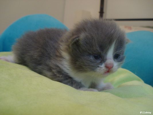 british longhair