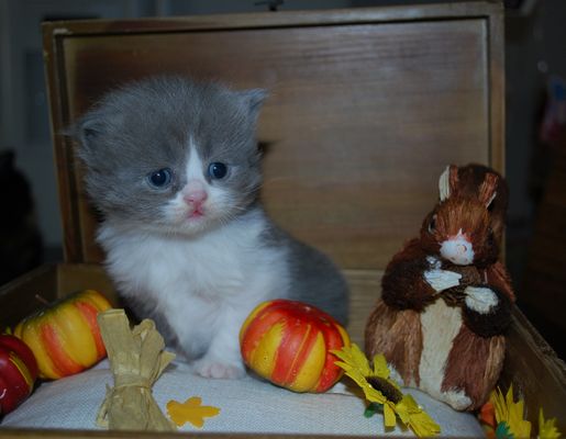 british longhair