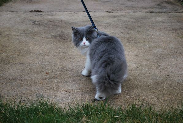 british longhair