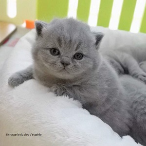 british shorthair