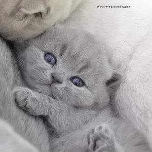 british shorthair