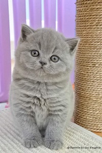 british shorthair