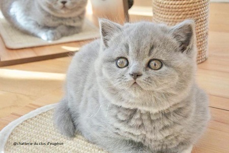 british shorthair