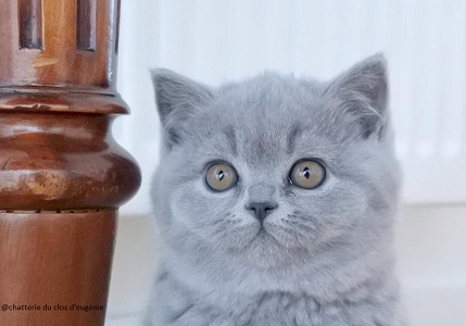 british shorthair