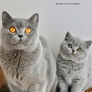 british shorthair