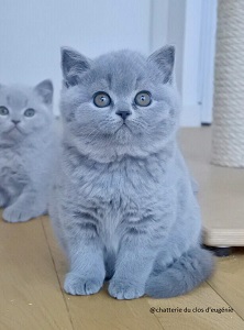 british shorthair