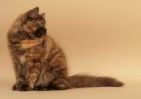 british longhair